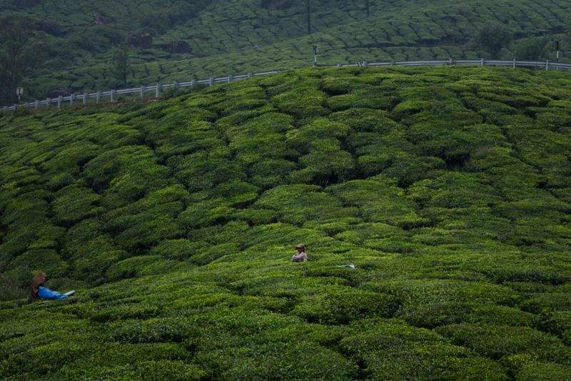 緑葉園のお茶作りの秘訣