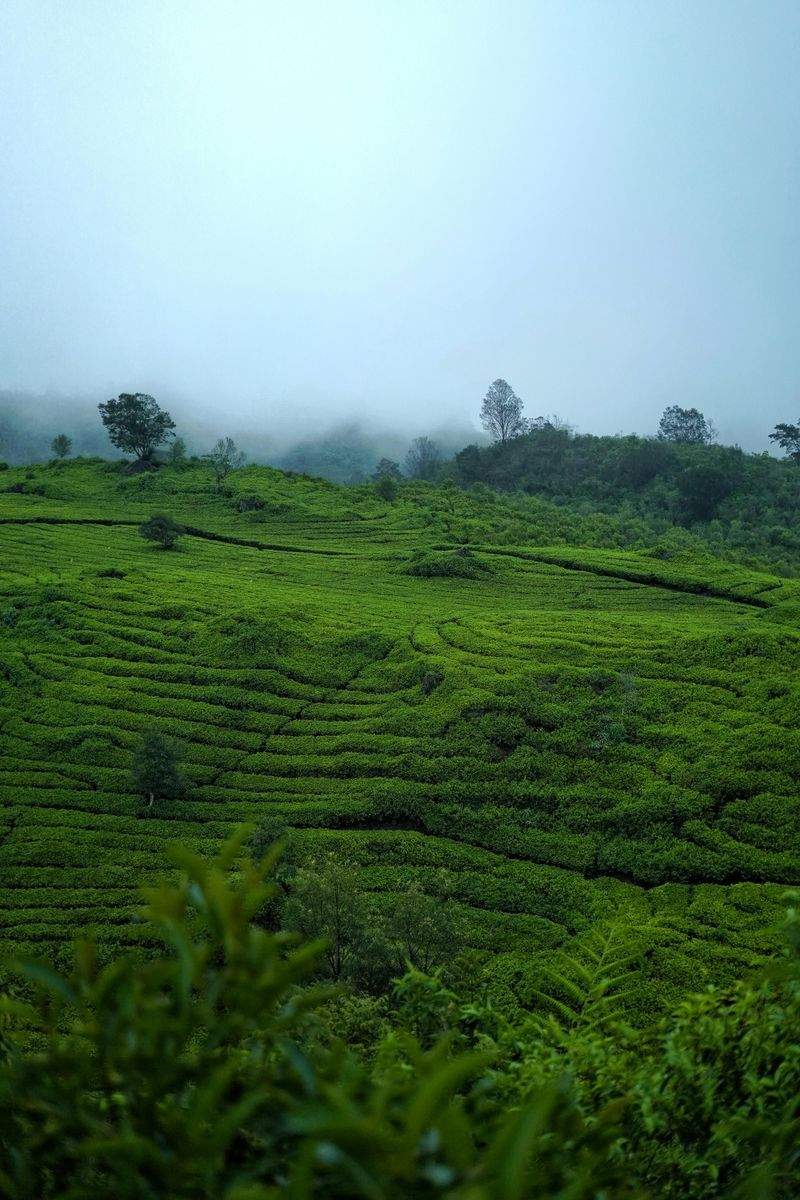 緑葉園 - Image 15