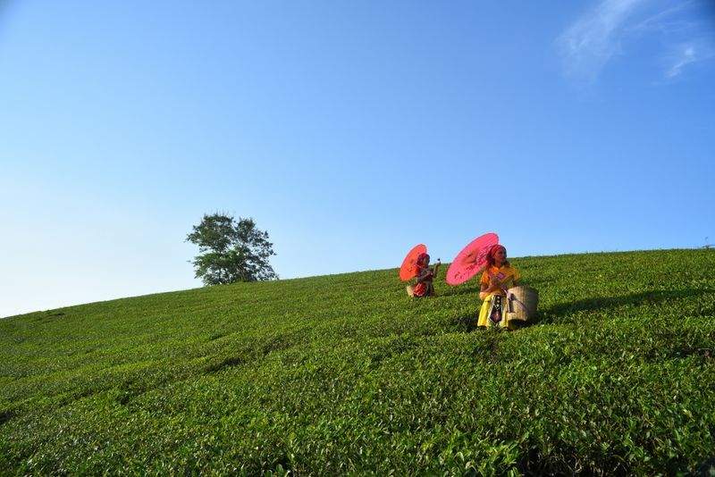 茶摘み体験ツアー